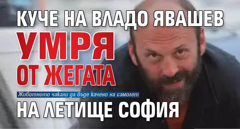 Куче на Владо Явашев умря от жегата на летище София