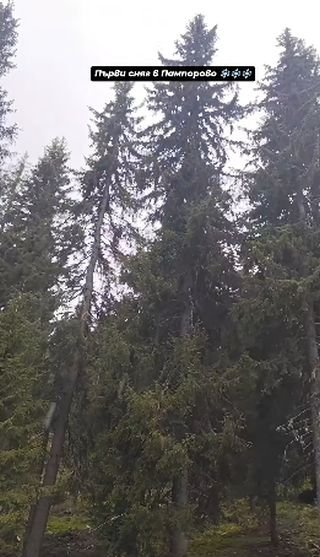 ОТИВА СИ ЛЯТОТО: Сняг прехвърча на Пампорово (ВИДЕО) 