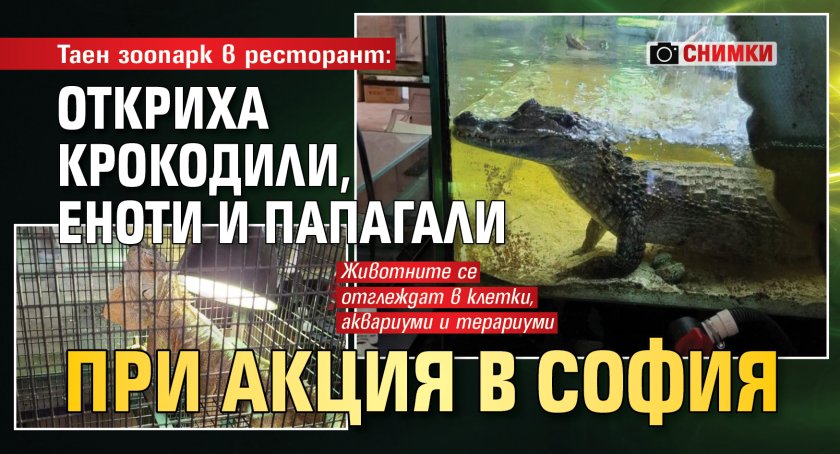 Таен зоопарк в ресторант: Откриха крокодили, еноти и папагали при акция в София (СНИМКИ)