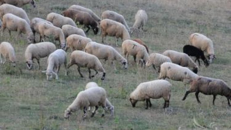 България и още 3 страни искат нови ЕС правила за болестите по овцете 