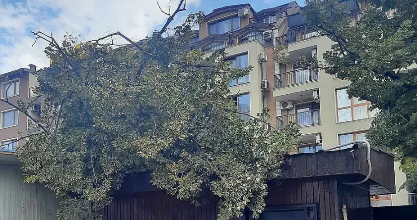 Буря повали дървета във Варна, пострада магазин
