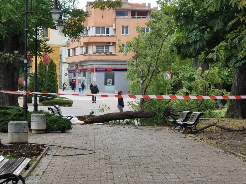 Заради силния вятър: Клон се стовари върху човек в Сливен, откаран е в Спешното