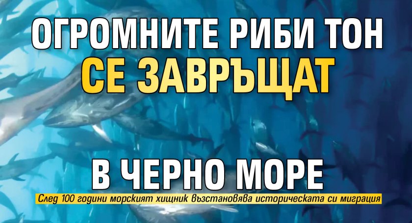 Огромните риби тон се завръщат в Черно море