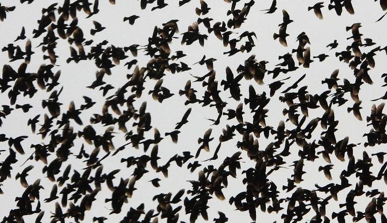 Черни птици сеят паника в Хюстън