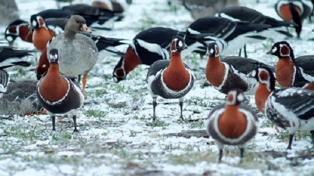 Студът доведе изчезващи гъски в Дуранкулашкото езеро