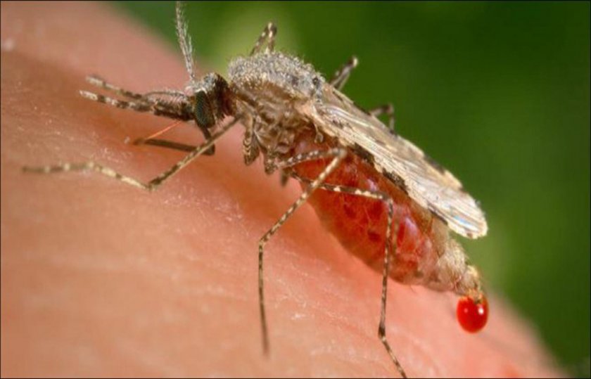 Установиха как комарите „виждат“ топлината на своите жертви