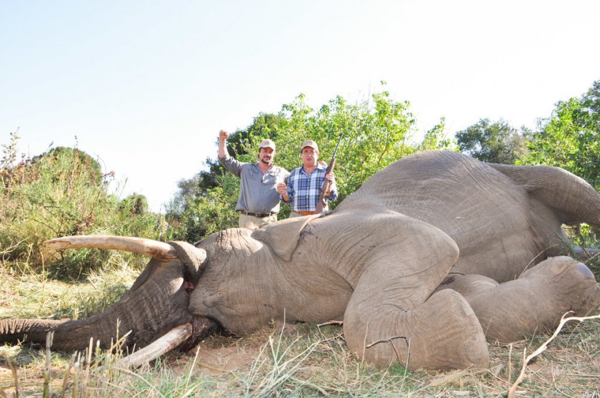 Ботсвана пусна ценоразпис за убиване на слонове