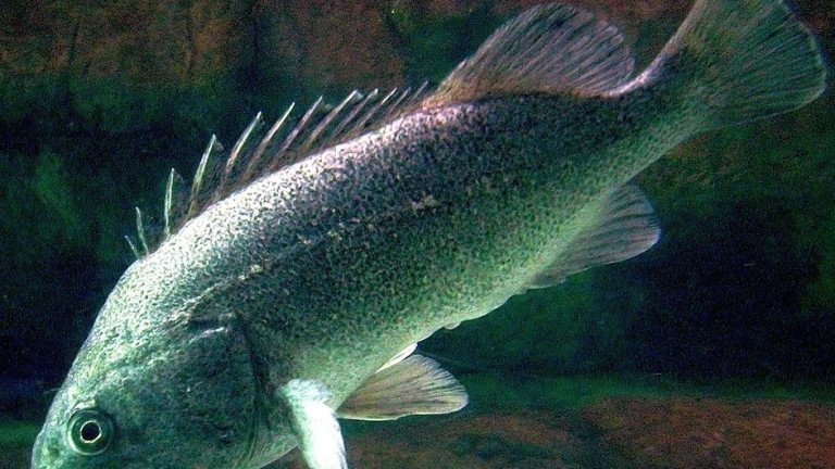 Опасна гад от Тихия океан се засели в Черно море