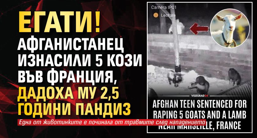 ЕГАТИ! Афганистанец изнасили 5 кози във Франция, дадоха му 2,5 години пандиз