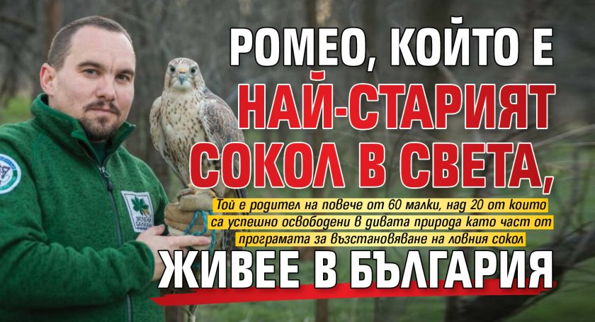 Ромео, който е най-старият сокол в света, живее в България