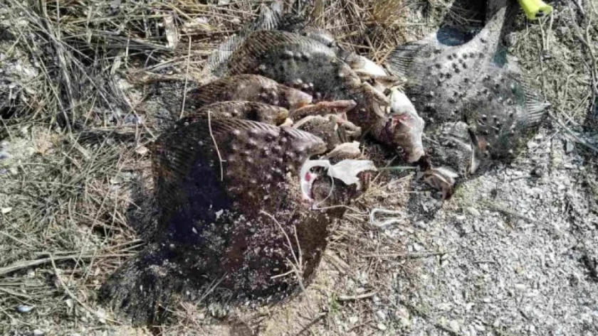 Заловиха водолази с незаконно уловен калкан