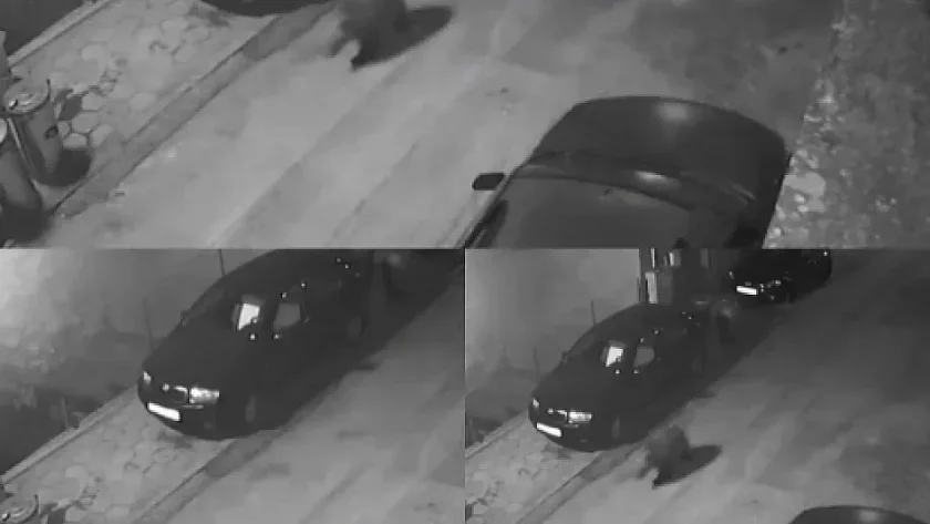 Мече кръстосва улиците на Благоевград пред нощта