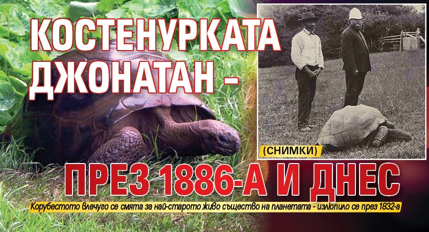 Костенурката Джонатан – през 1886-а и днес (СНИМКИ)