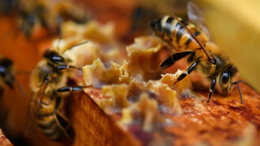 Пчелар: Около 80% от добития мед не е реализиран