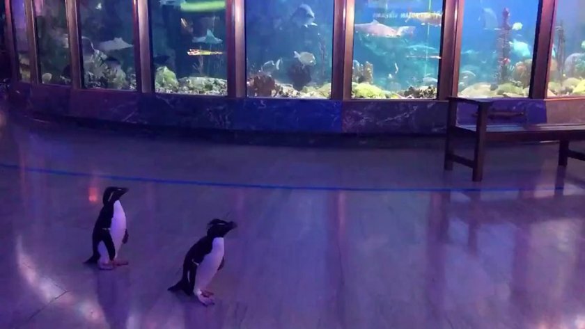 Какво правят пингвините в карантина?