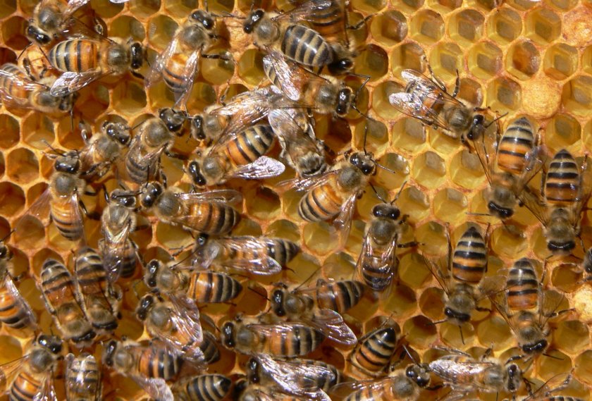 Масов мор на пчели в Плевенско