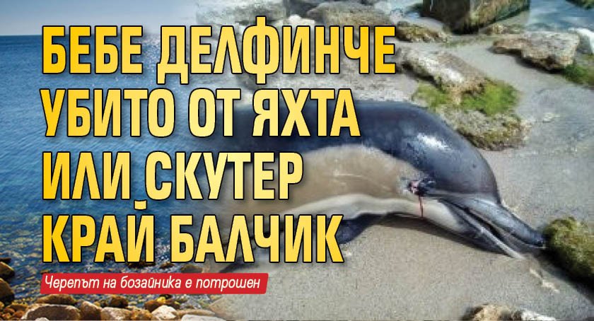 Бебе делфинче убито от яхта или скутер край Балчик