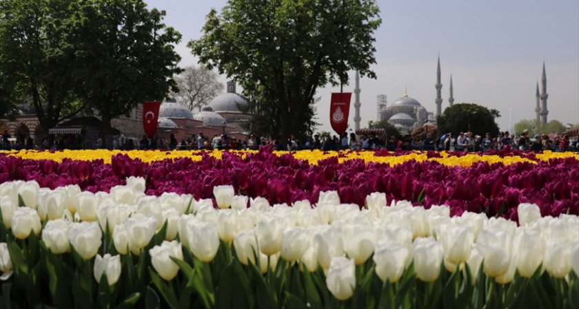 570 000 лалета цъфнаха на исторически площад в Истанбул
