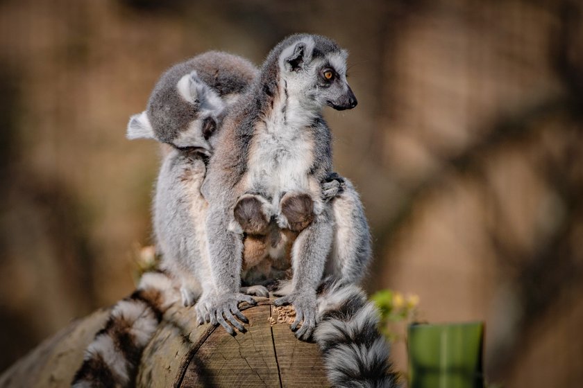 Котешки лемури близнаци се родиха в британски зоопарк (СНИМКИ)