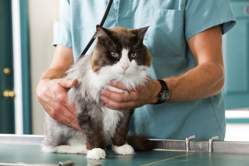 Потвърдиха за котка с коронавирус в Белгия