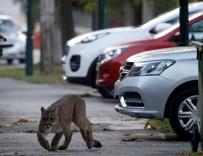 Природата настъпва: Дивите животни се завръщат в градовете