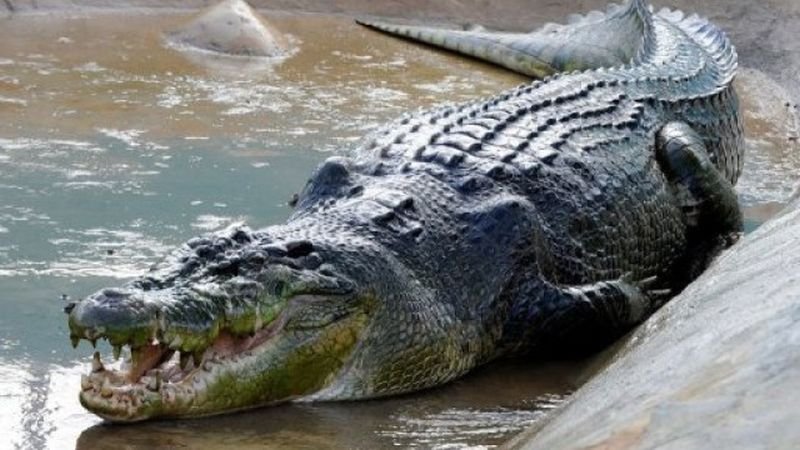 Мъж избяга от карантината, за да лови риба, но бе изяден от крокодил