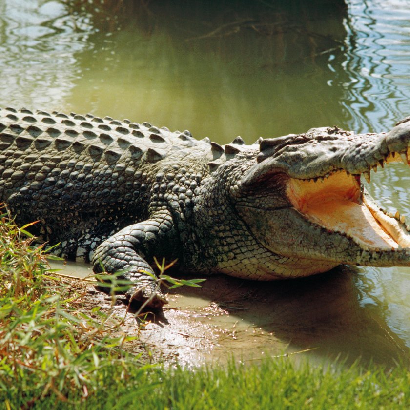 Крокодил изяде мъж, нарушил карантината
