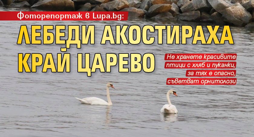 Фоторепортаж в Lupa.bg: Лебеди акостираха край Царево