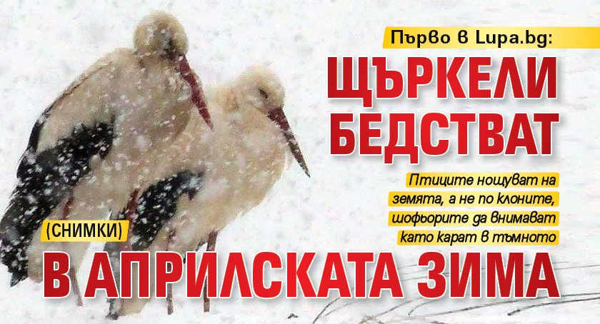 Първо в Lupa.bg: Щъркели бедстват в априлската зима (СНИМКИ)