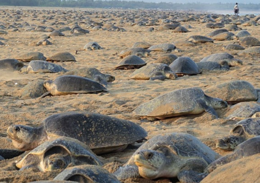 Морски костенурки окупираха пустите плажове (СНИМКИ)