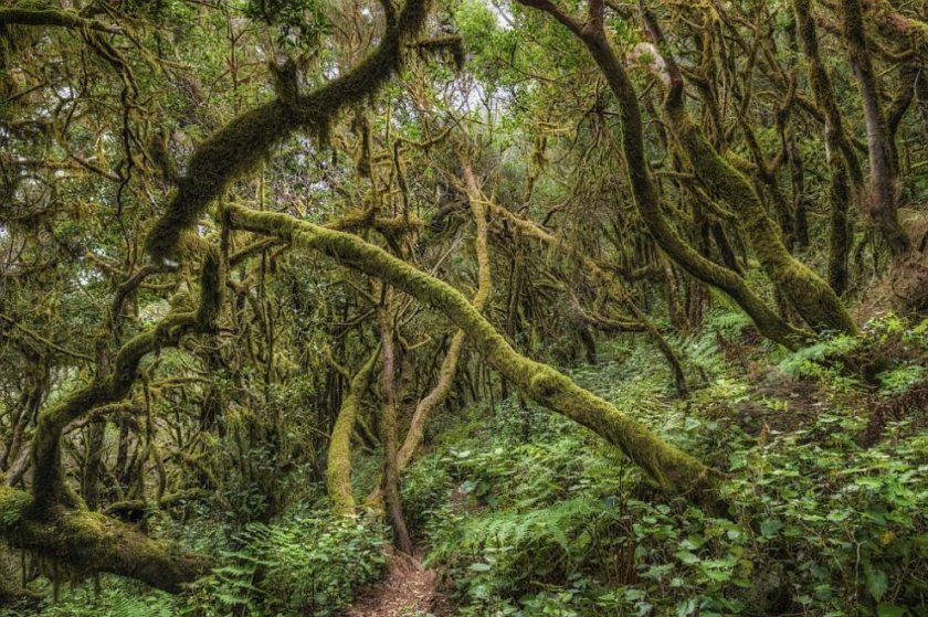 Откриха останки от дъждовна гора на 90 милиона години