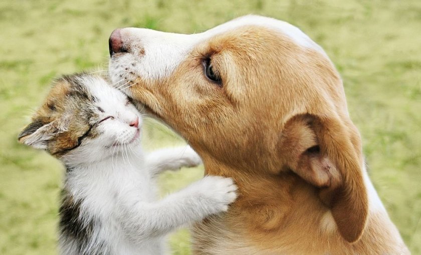 Безумие: Изхвърлят кучета и котки заради вируса