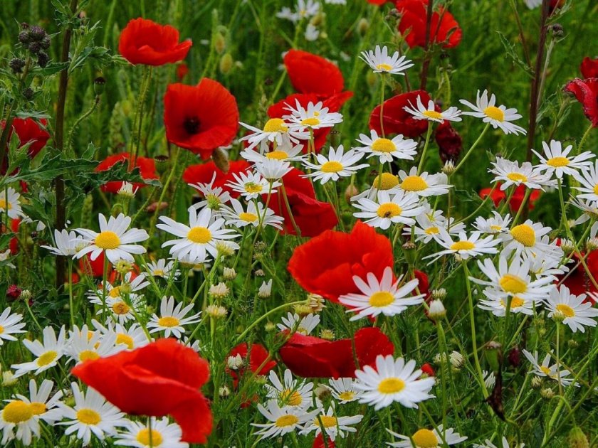 Цветница е, много имена черпят днес