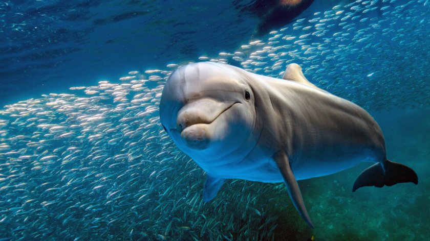 Делфини се появиха близо до туристически обект в Истанбул