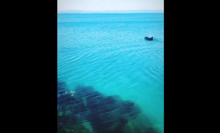 Делфини се появиха край Поморие (ВИДЕО)