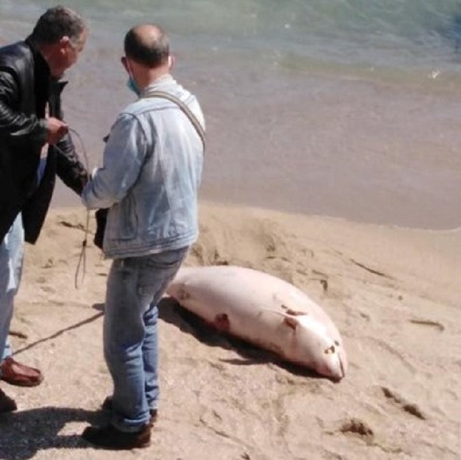 Мъртви делфини изплуваха край Варна