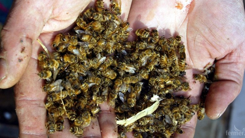 Пак масов мор на пчели, носят ги с чували в Гулянци