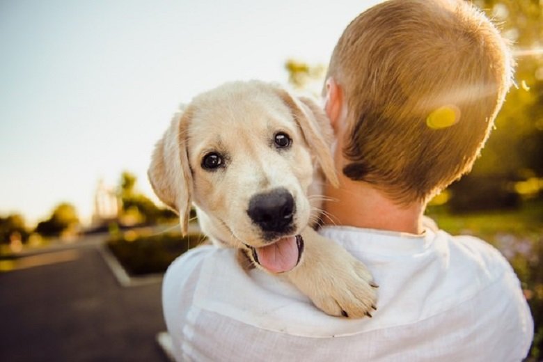 Учени: Кучетата надушват рак, защо не и Covid-19