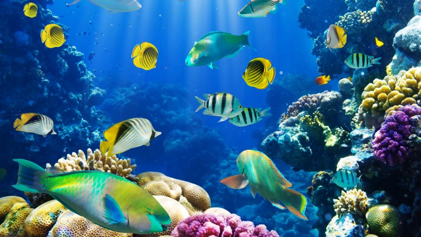 Рибите могат да виждат цветовете на дълбочина 1500 м под водата
