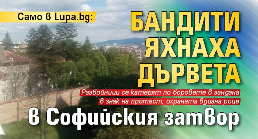 Само в Lupa.bg: Бандити яхнаха дървета в Софийския централен затвор