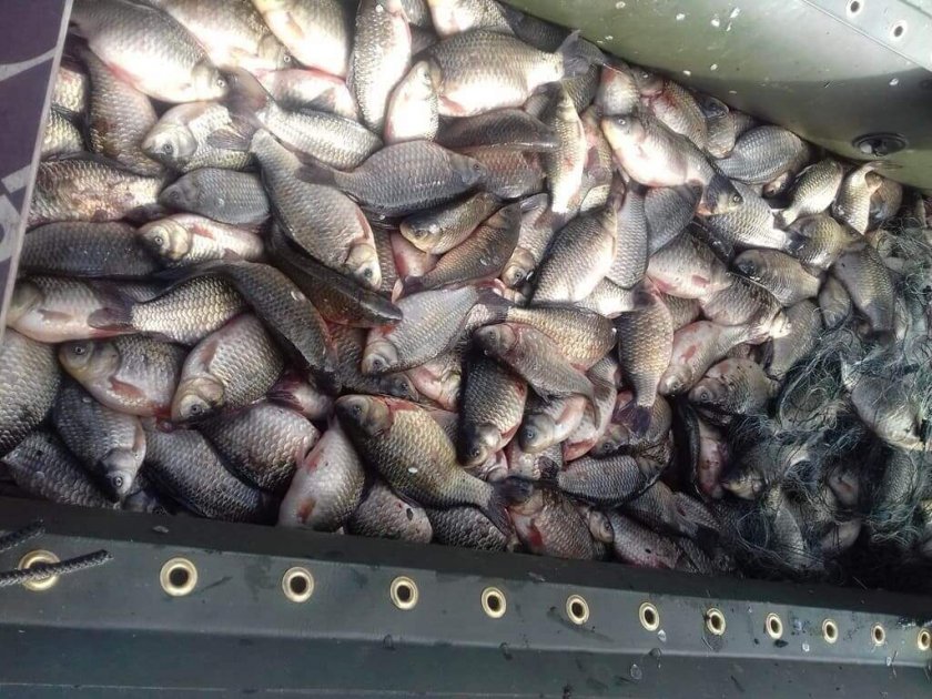 Заловиха 35 кг бракониерска риба