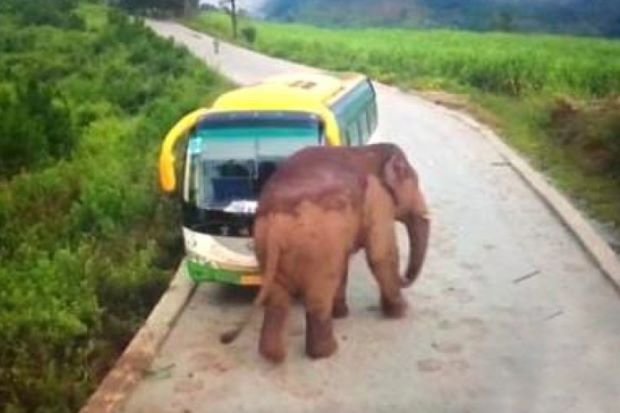 Ужас: Гладен слон нападна туристка