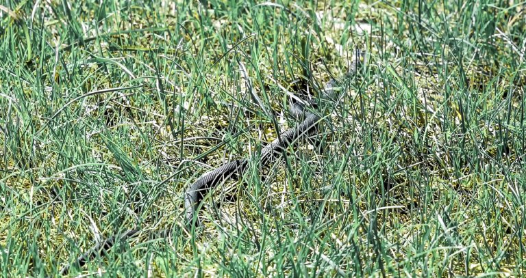 Змии се припичат в двора на детска градина в Мадан