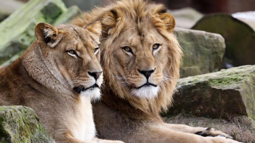 Заради COVID-19: Зоопарк ще нахрани хищниците си с други животни от наличните