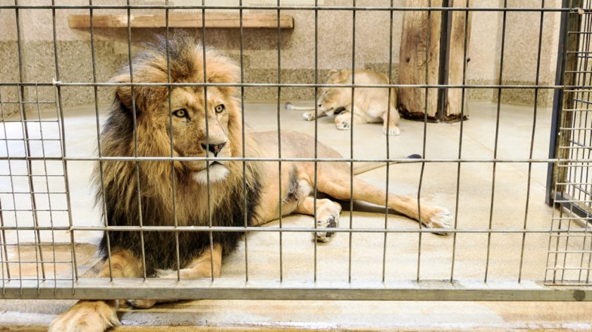 Пандемията удари и лъвовете - сложиха ги на диета