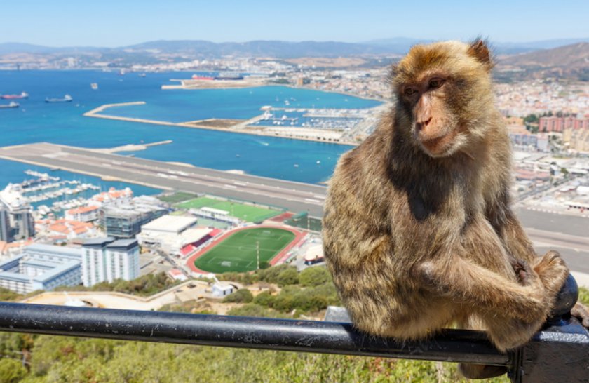 В Гибралтар ще пазят маймуните от коронавирус