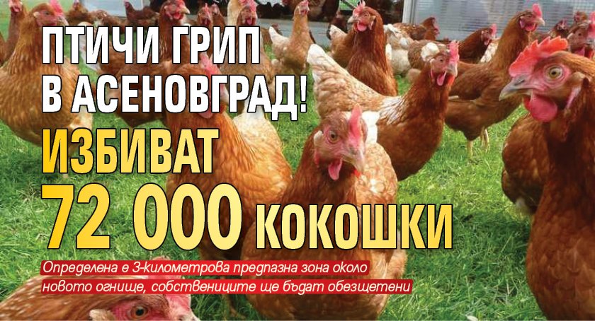 Птичи грип в Асеновград! Избиват 72 000 кокошки