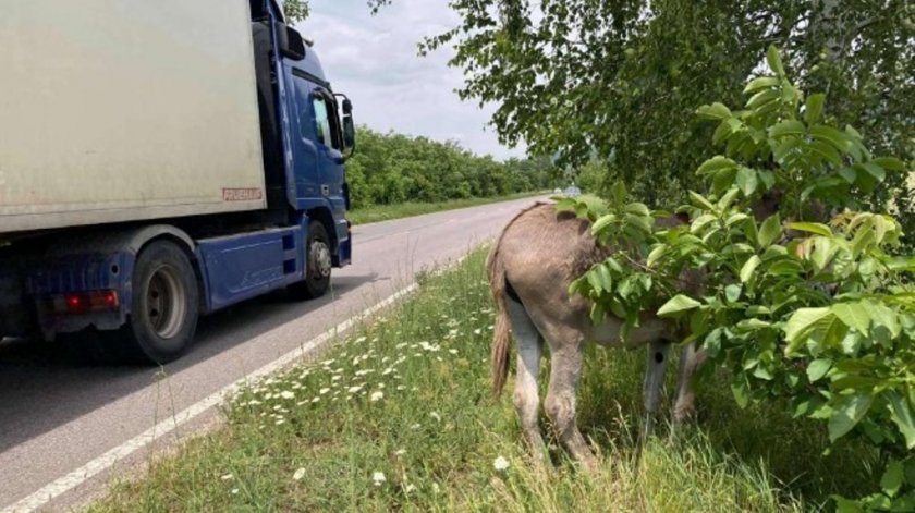 Бито и вързано до пътя магаре застраши хиляди шофьори на пътя Казанлък - Стара Загора