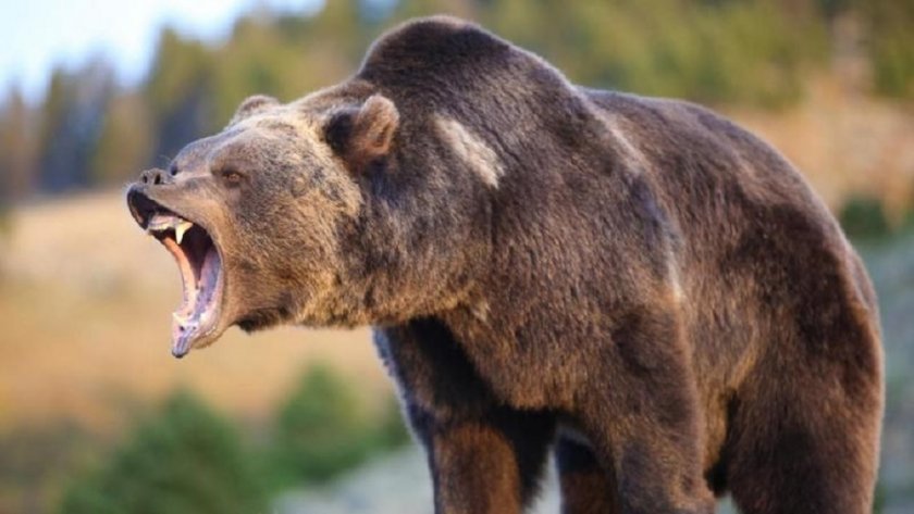 Лесничеи искат отстрел на две мечки стръвници