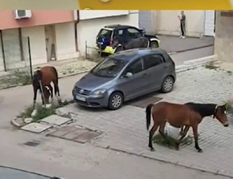 Дивия Запад е в „Дървеница”: Коне препускат на воля